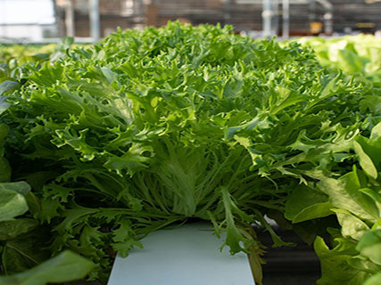 salad