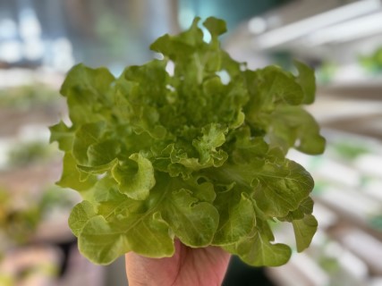 salad