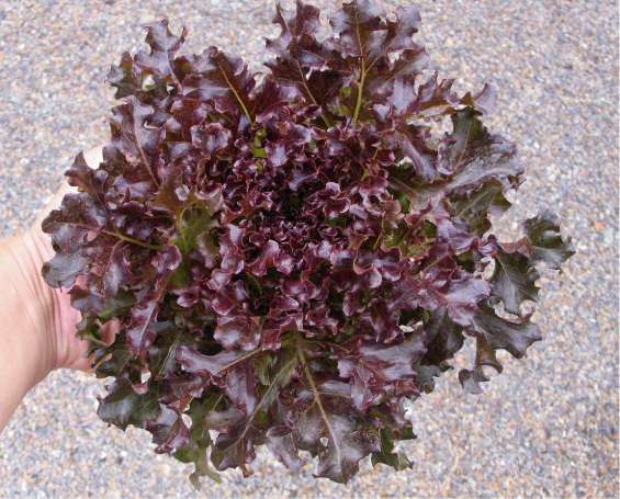 salad