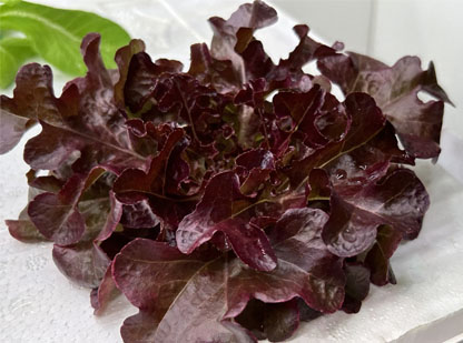 salad