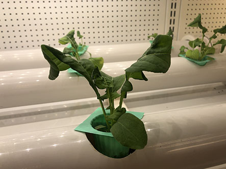 salad